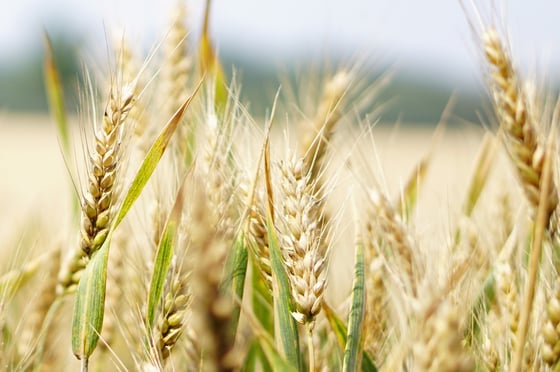 Carbon Farming