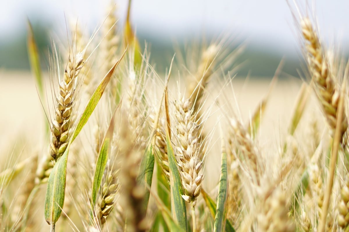 Carbon Farming
