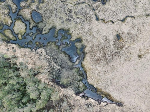 Luftaufnahme einer Moorlandschaft mit unregelmäßig verzweigten Wasserläufen und flachen Tümpeln, umgeben von hellbraunen Feuchtwiesen und dichter Vegetation; am Bildrand grenzt ein Wald an die nassen Moorflächen.