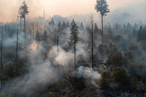 Waldbrand in einem bewaldeten Gebiet mit dichtem Rauch, brennender Vegetation und teilweise verkohlten Bäumen.