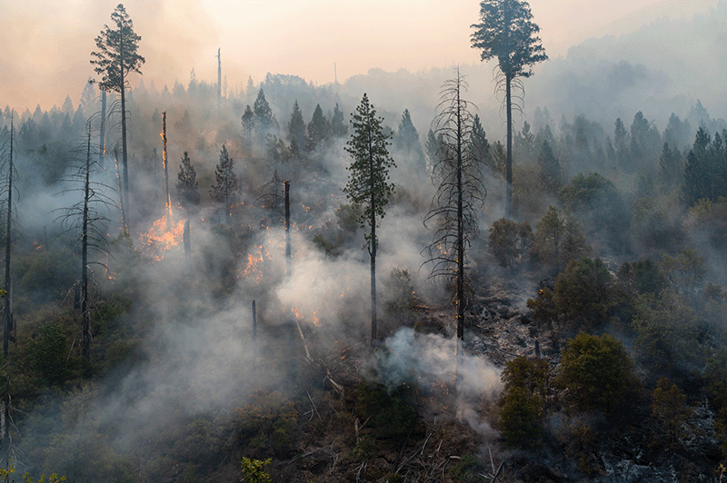 Waldbrand in einem bewaldeten Gebiet mit dichtem Rauch, brennender Vegetation und teilweise verkohlten Bäumen.