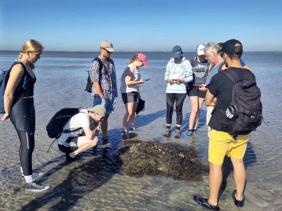 Wattwanderung im Nationalpark Schleswig-Holsteinisches Wattenmeer