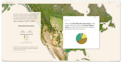 Interaktive Karte der Great Plains in Nordamerika mit Punktsymbolen für Naturbeobachtungen. Ein geöffnetes Pop-up zeigt die Anzahl der Beobachtungen von Krähenflugschnäppern in den Central Tallgrass Prairies und visualisiert die Sichtungen nach Beobachtungskategorien in einem farbigen Kreisdiagramm. Die Farben des Diagramms entsprechen den Symbolfarben und der Legende der Karte und schaffen eine visuelle Verbindung zwischen Karte und Pop-up.