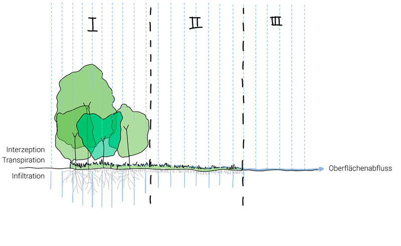 Schematische Darstellung von Niederschlag über drei Vegetationsbereichen (I–III). Im linken Bereich mit Bäumen werden Interzeption, Transpiration und Infiltration dargestellt. Nach rechts nimmt die Vegetationsbedeckung ab, während Oberflächenabfluss zunimmt. Blaue Linien symbolisieren Regen, schwarze gestrichelte Linien trennen die Bereiche.